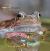 Von der Kaulquappe zum Frosch