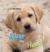 Vom Welpen zum Hund