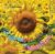 Vom Samen zur Sonnenblume